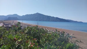 Number of Caretta Caretta Nests on İztuzu Beach Reaches 10
